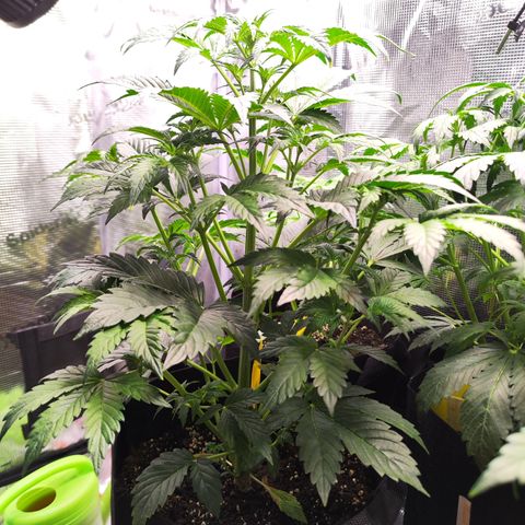 Sally growlog timeline photo