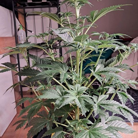 Sally growlog timeline photo