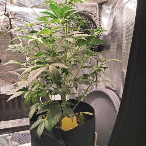 Sally growlog timeline photo