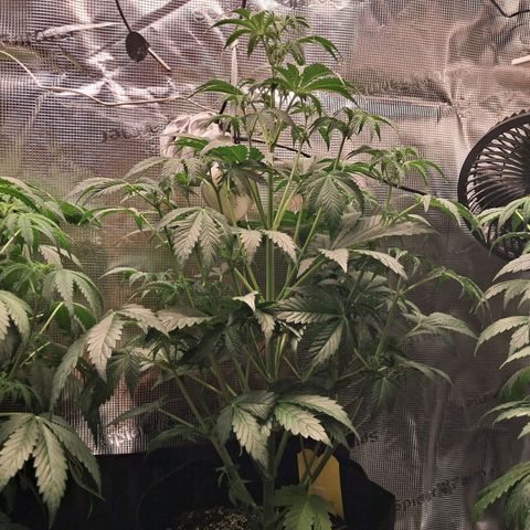 Sally growlog timeline photo