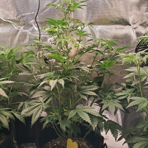 Sally growlog timeline photo