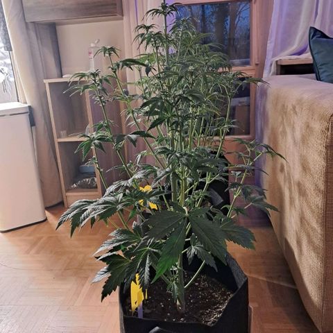 Sally growlog timeline photo