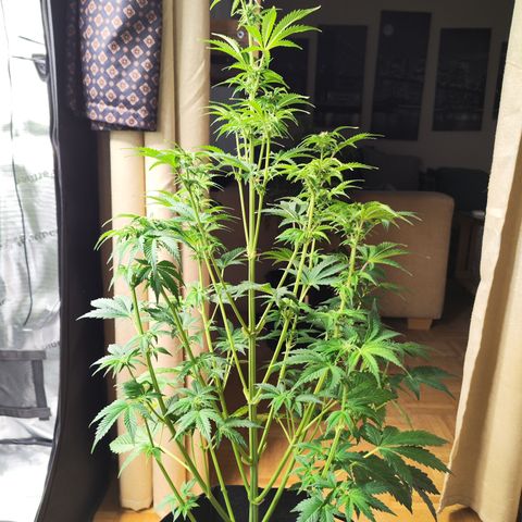 Sally growlog timeline photo