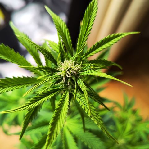 Sally growlog timeline photo