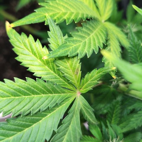 Sally growlog timeline photo