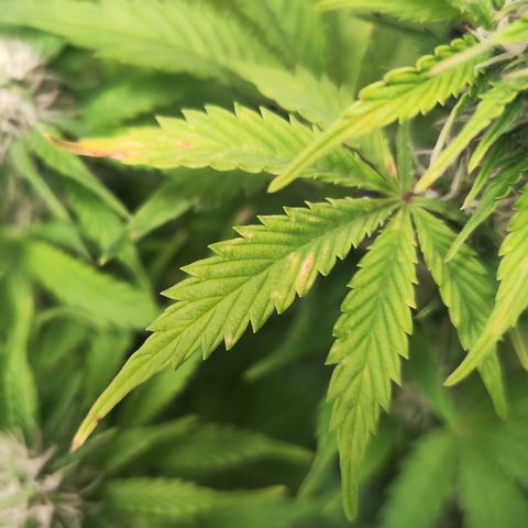 Sally growlog timeline photo