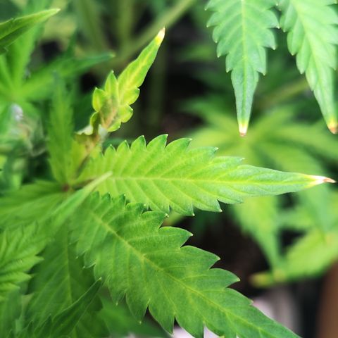 Sally growlog timeline photo