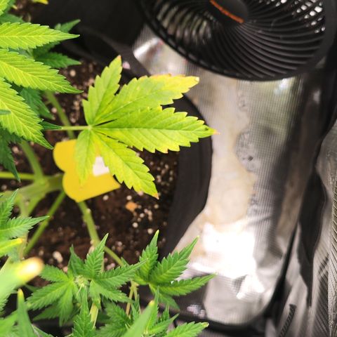 Sally growlog timeline photo