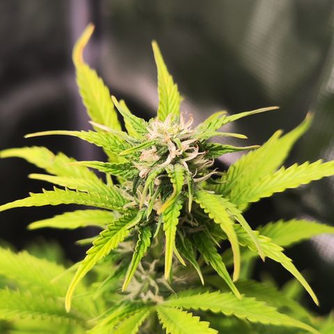 Sally growlog timeline photo