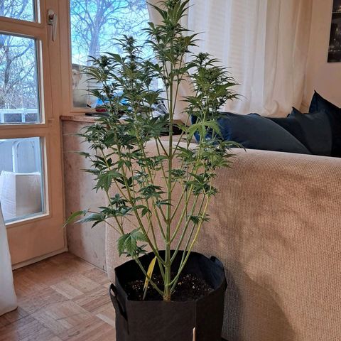 Sally growlog timeline photo