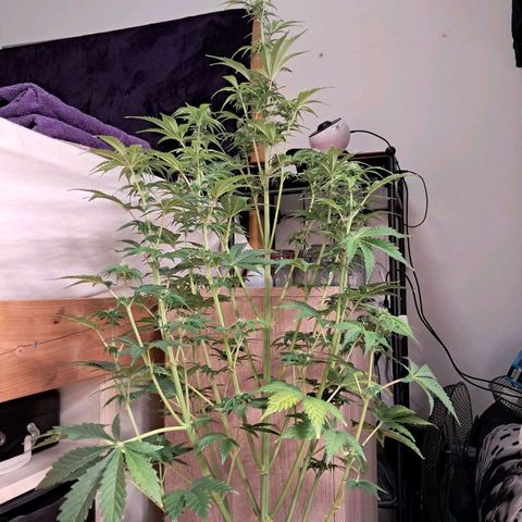 Sally growlog timeline photo