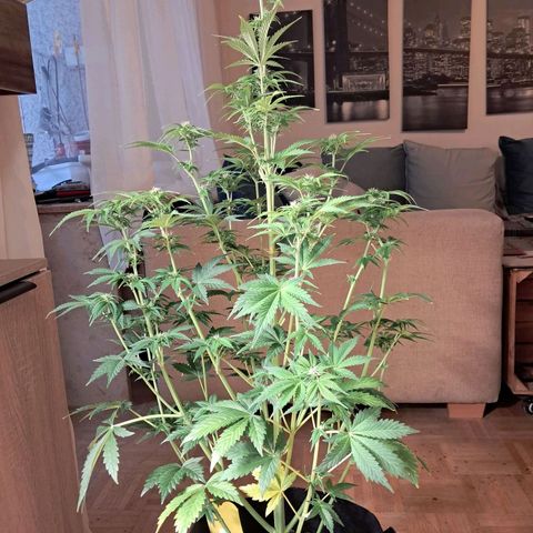 Sally growlog timeline photo