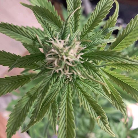 Sally growlog timeline photo