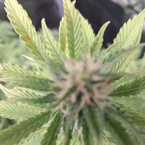 Sally growlog timeline photo