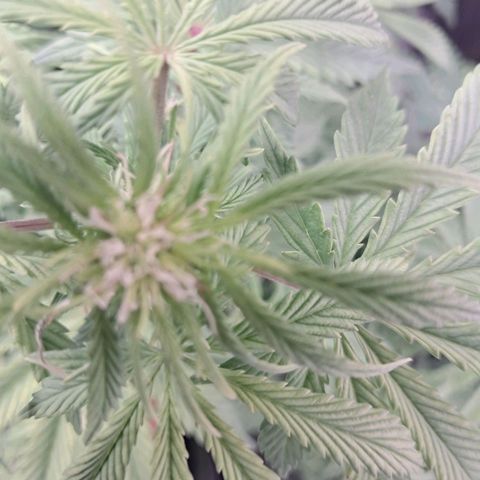 Sally growlog timeline photo