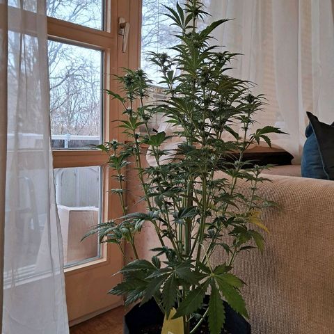 Sally growlog timeline photo