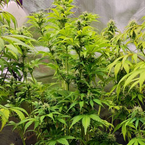 Sally growlog timeline photo