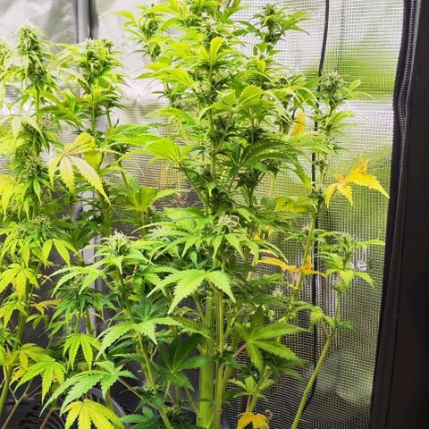 Sally growlog photo: Das Foto ist vor dem entlauben