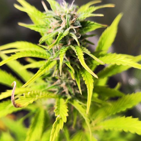 Sally growlog timeline photo