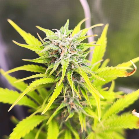 Sally growlog timeline photo