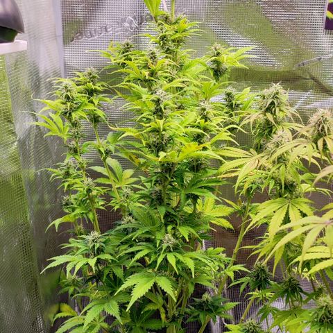 Sally growlog timeline photo