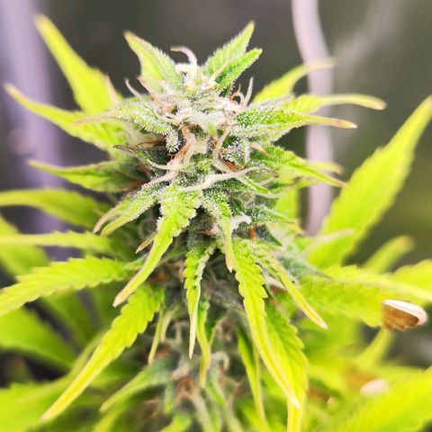 Sally growlog timeline photo