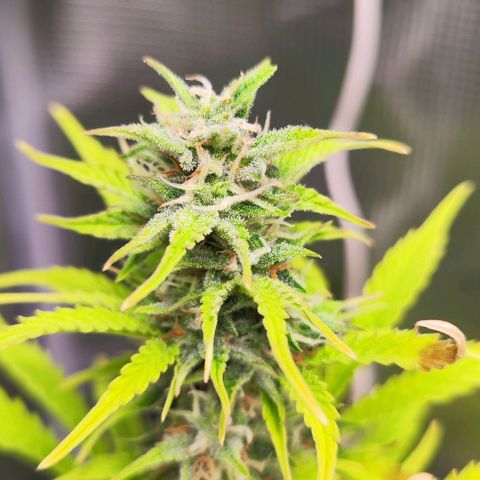 Sally growlog timeline photo