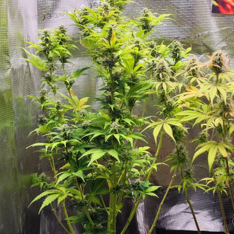 Sally growlog timeline photo