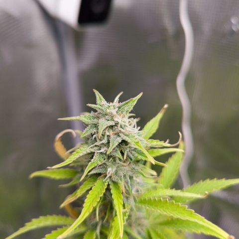 Sally growlog timeline photo