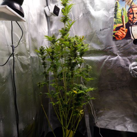 Sally growlog timeline photo