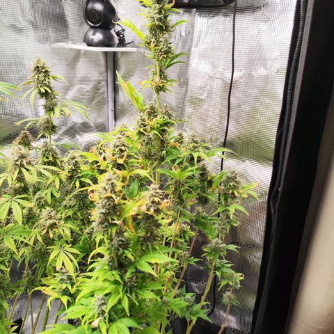 Sally growlog timeline photo