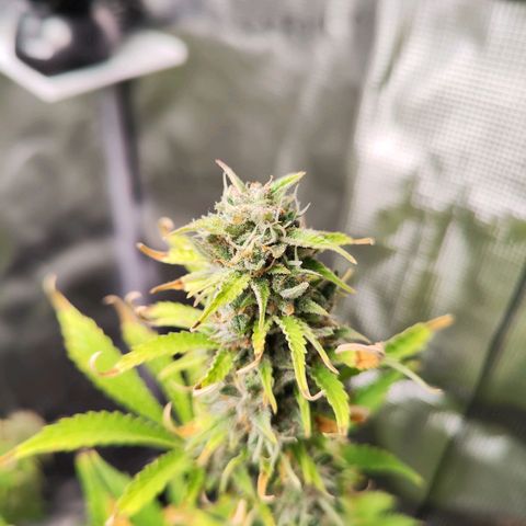 Sally growlog timeline photo