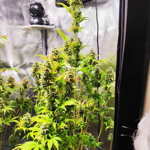 Sally growlog timeline photo