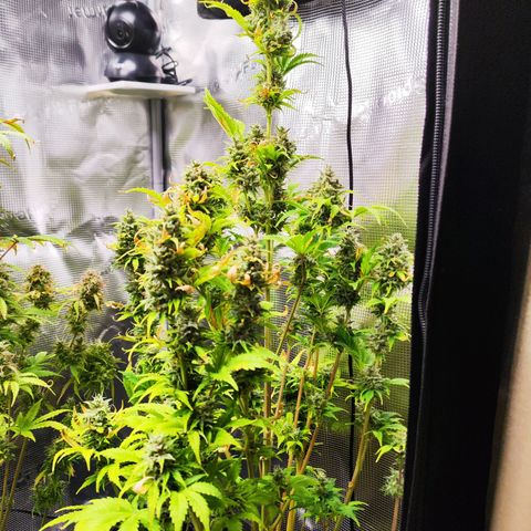 Sally growlog timeline photo