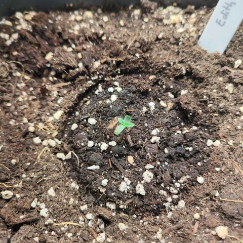 Edith growlog timeline photo