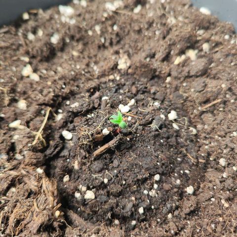 Linda growlog timeline photo