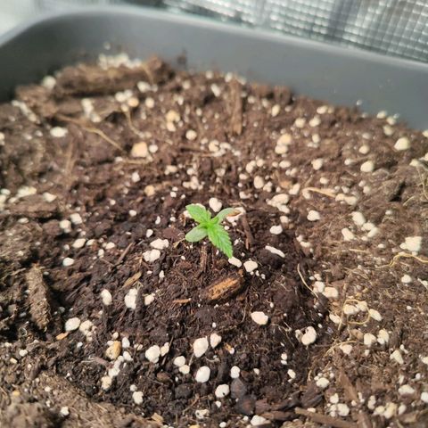 Edith growlog timeline photo