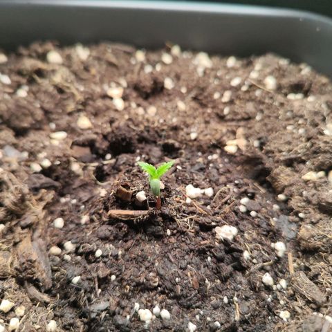 Linda growlog timeline photo
