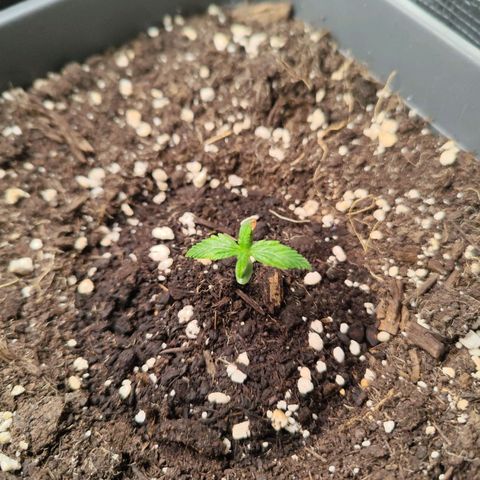 Edith growlog timeline photo