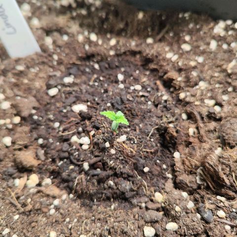 Linda growlog timeline photo