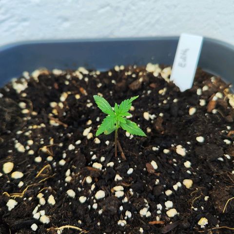 Edith growlog timeline photo