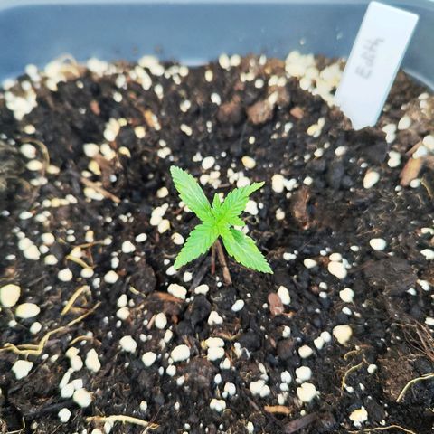 Edith growlog timeline photo