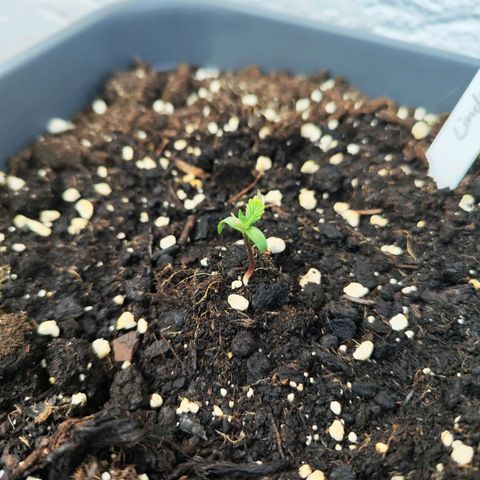 Linda growlog timeline photo