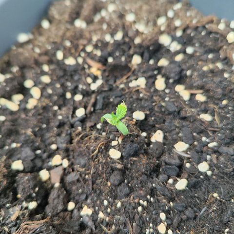 Linda growlog timeline photo