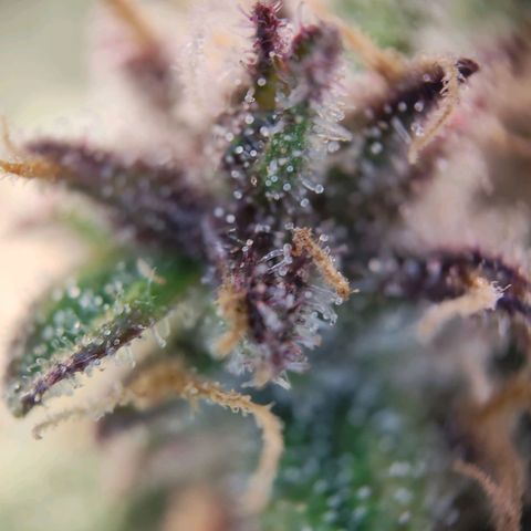 Destiny growlog timeline photo