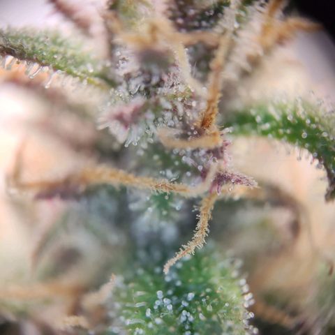 Destiny growlog timeline photo