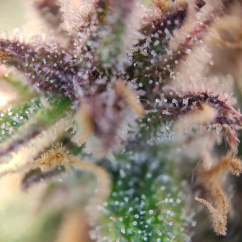 Destiny growlog timeline photo