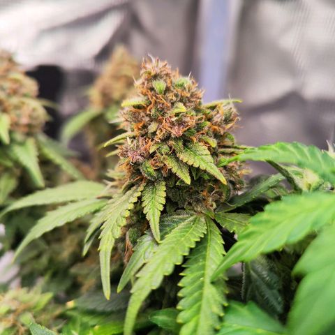 Destiny growlog timeline photo