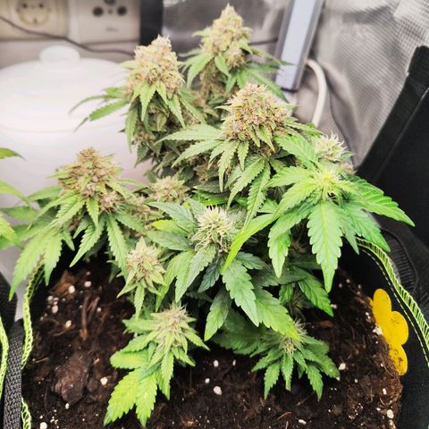 Destiny growlog timeline photo