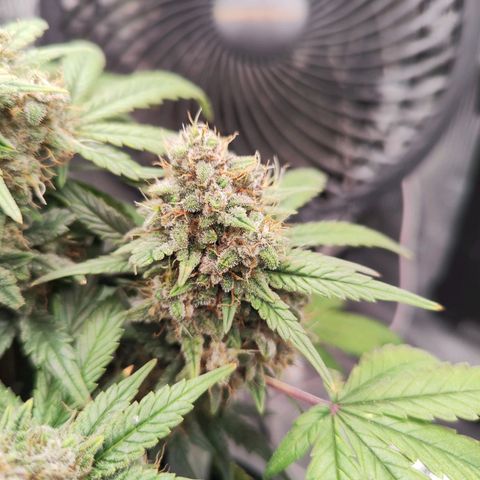 Margit growlog timeline photo